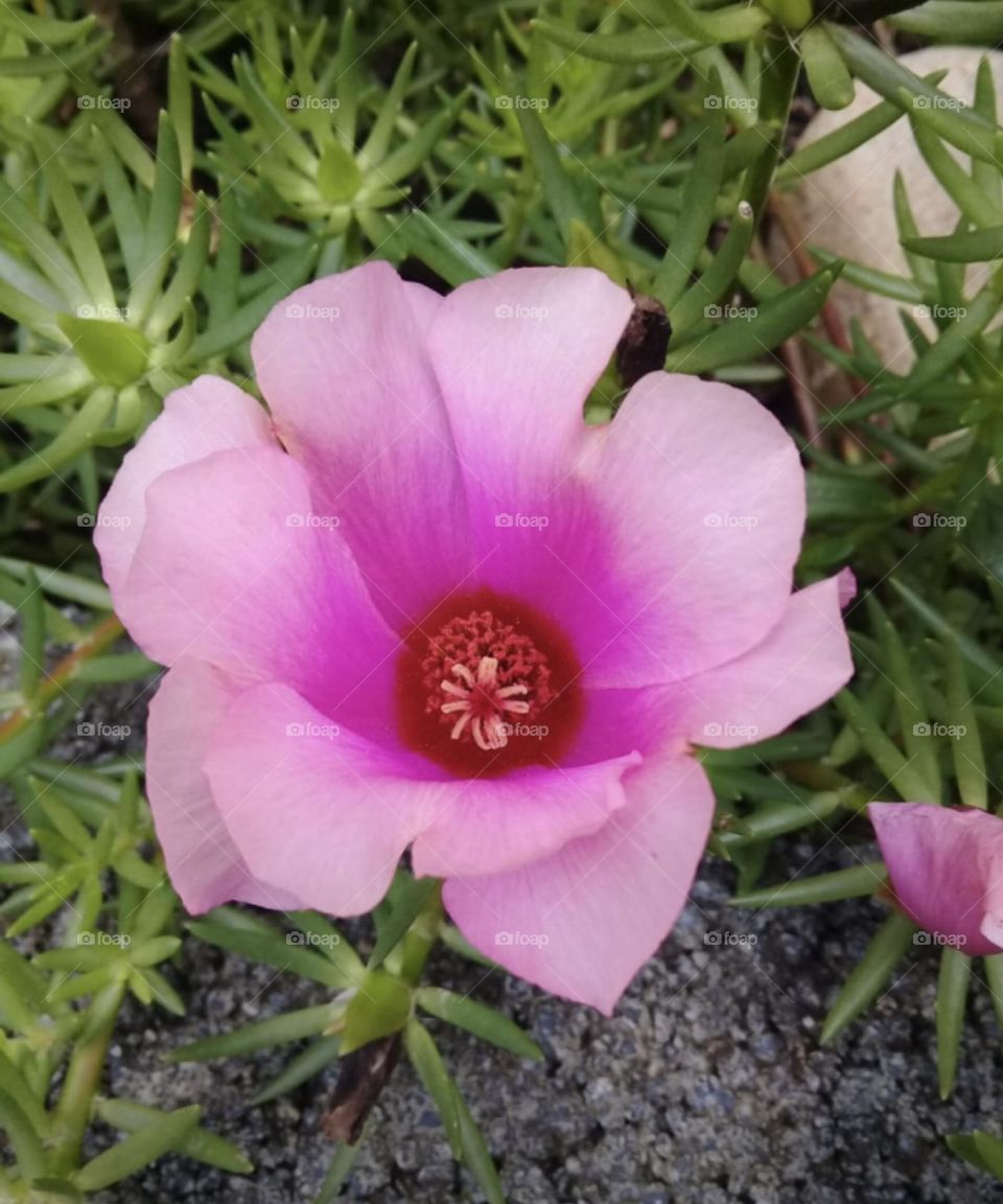 🌹 🇺🇸 Very beautiful flowers to brighten our day.  Live nature and its beauty. Did you like the delicate petals? / 🇧🇷 Flores muito bonitas para alegrar nosso dia. Viva a natureza e sua beleza. Gostaram das pétalas delicadas? 