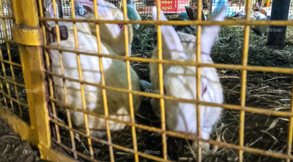 Beautiful image of rabbit in cave india