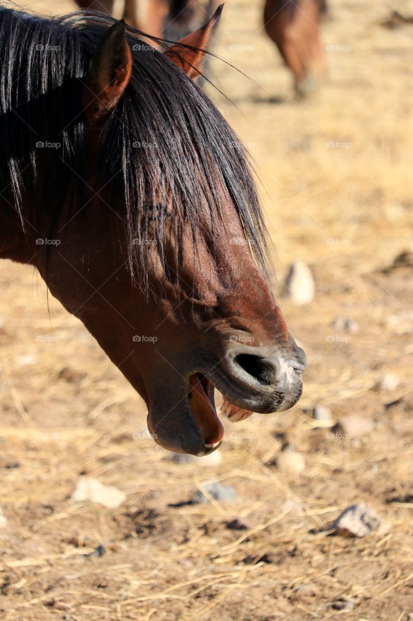 Profile headshot wild mustang horse mouth open yawning 