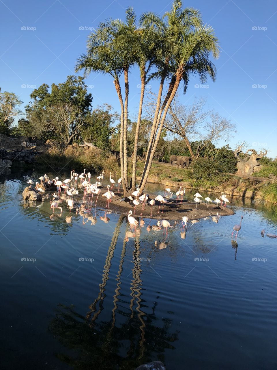Flamingos surrounding a reflective pool of water 