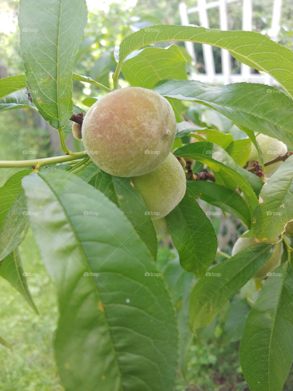 baby fuzzy little peach in this summers garden.