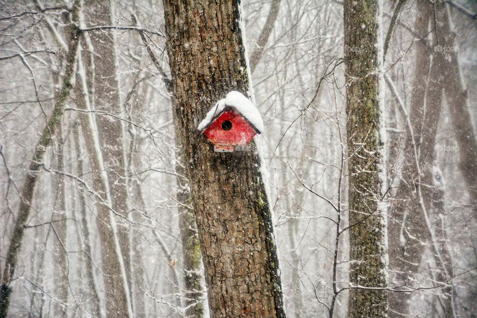 A bright red birdhouse on a tree is a vibrant contrast of color against the earth tones of the forest and white fresh fallen snow.