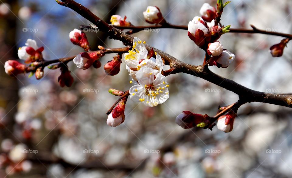 Pink buds on cherry tree