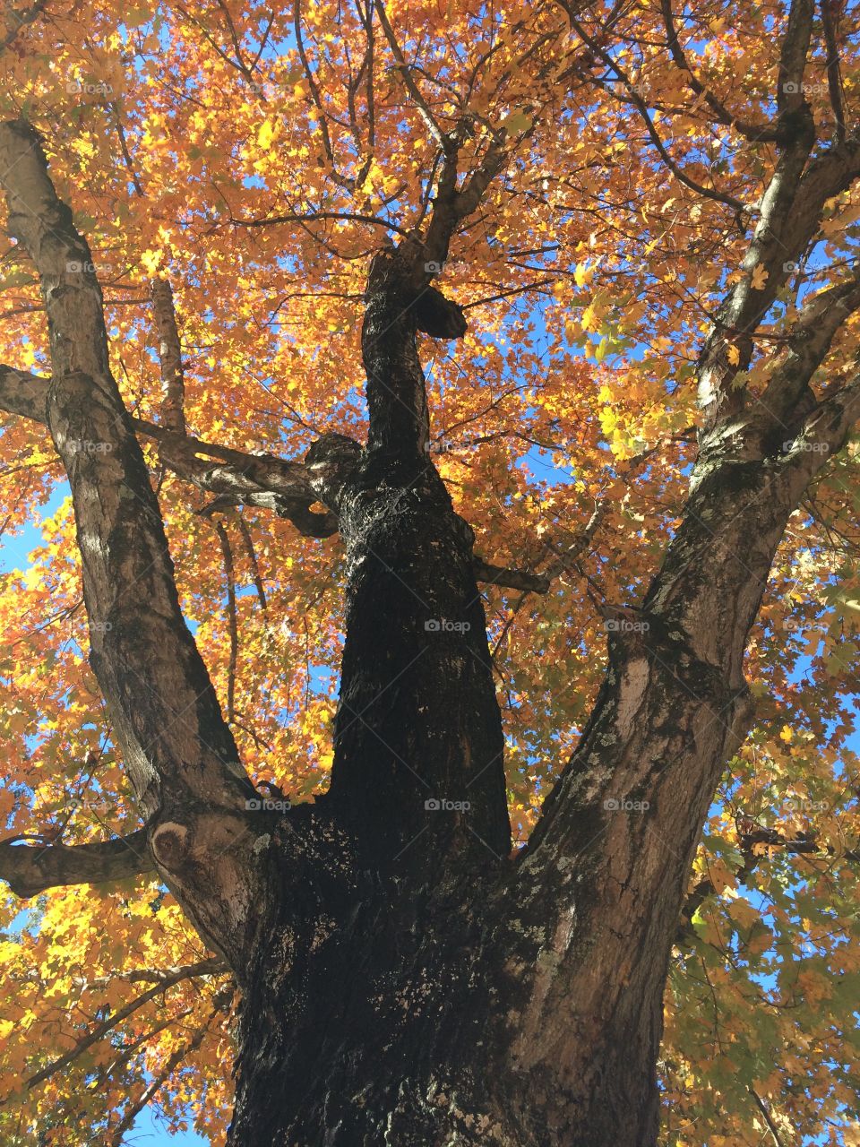 Reaching tree