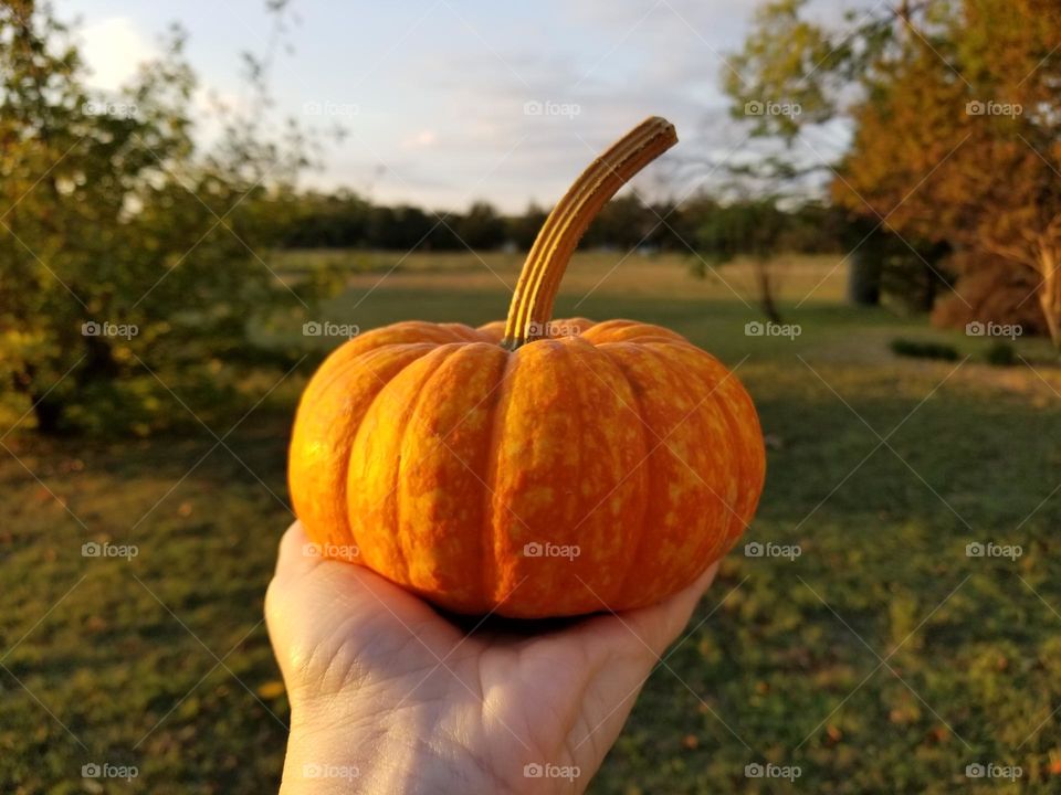 A hand holding a pumpkin in fall outside at golden hour sunset