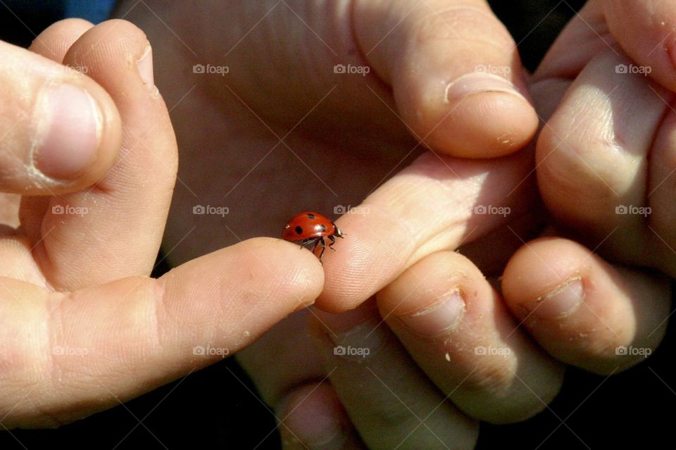 Lady bug crossing from finger to finger from dad finger to kid finger