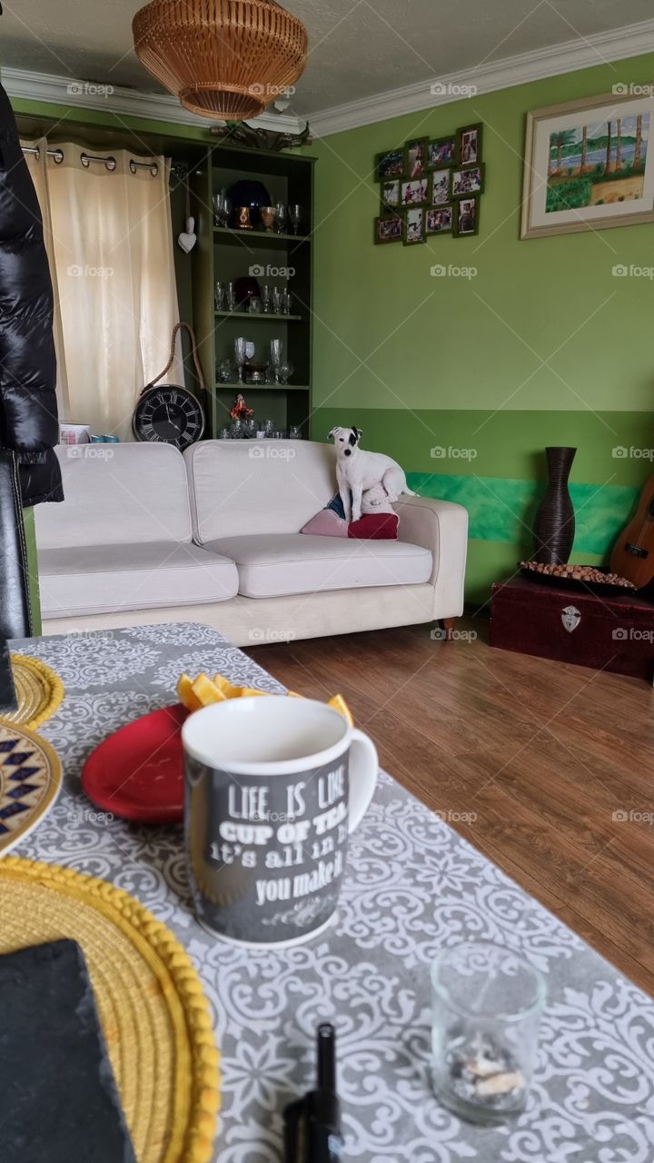 Parson Russell Terrier