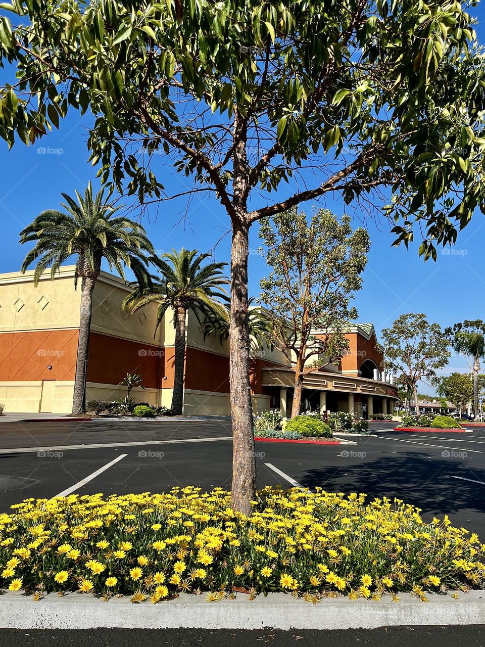 Gazania Yellow Flowers in the City