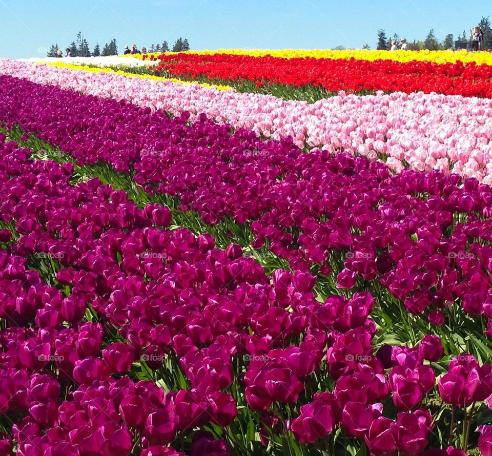 Tulip fields