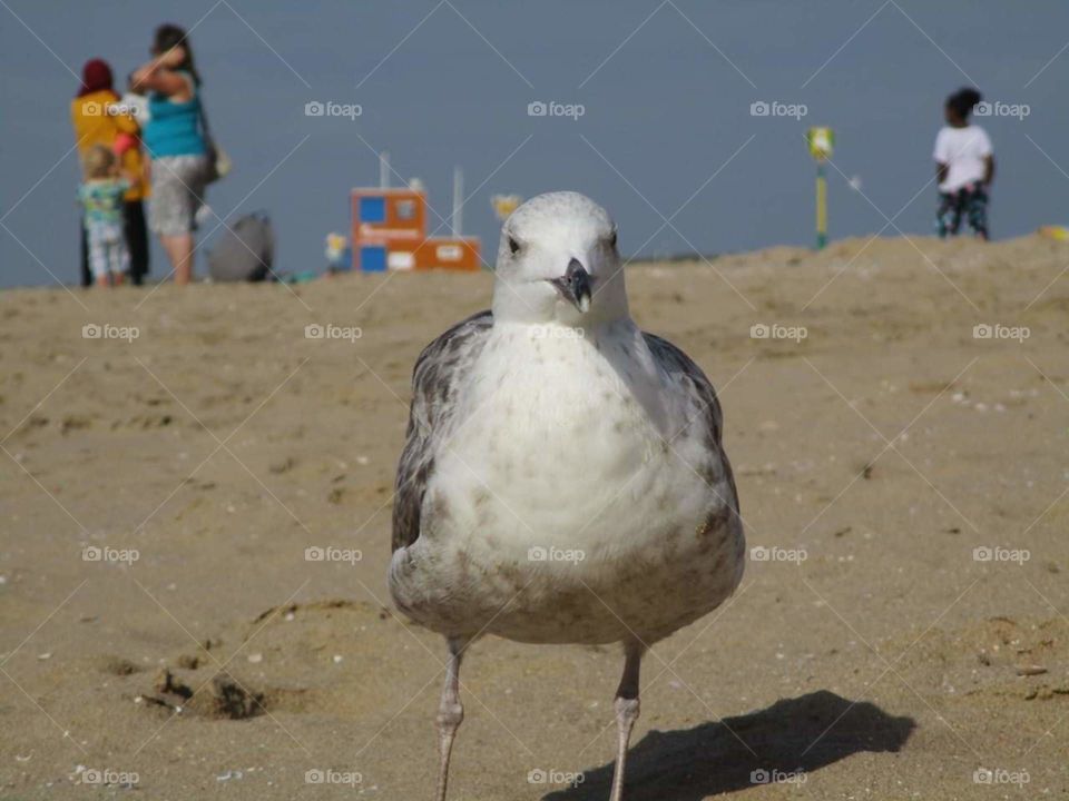 the hungry seagull
