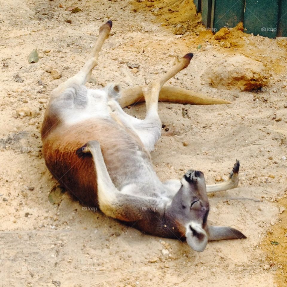 Sleeping kangaroo