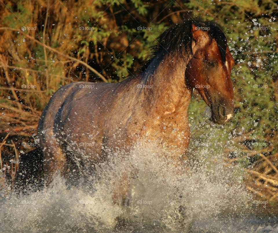 Wild Stallion Making a Splash