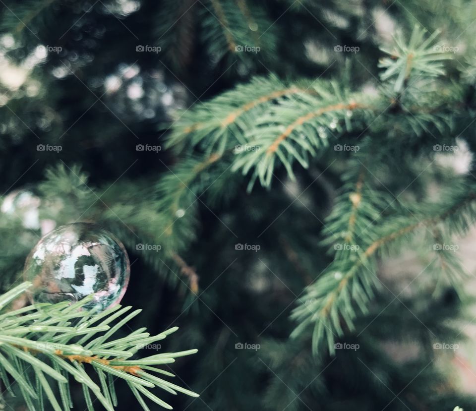Bubble caught on a pine tree