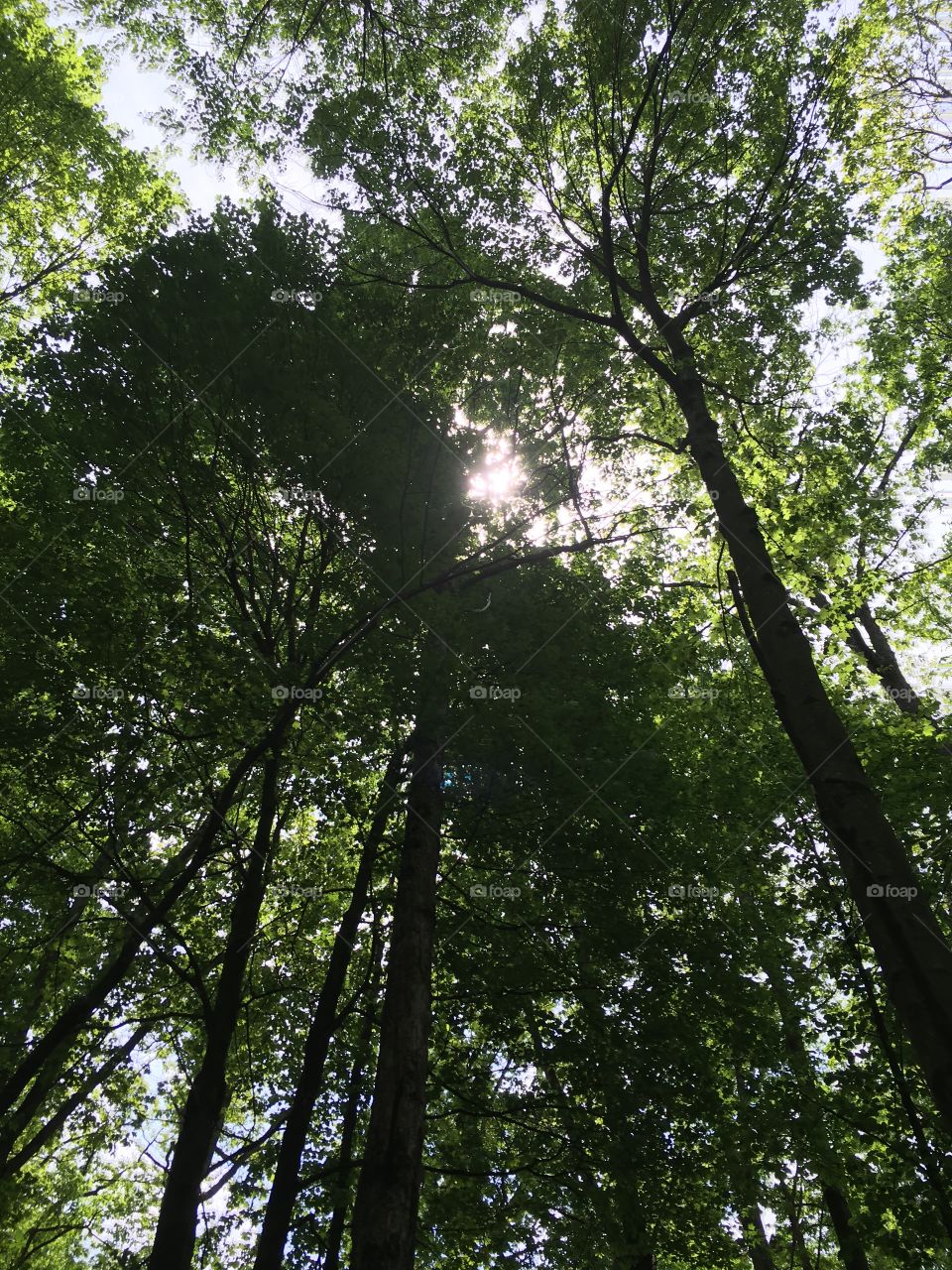 A Beautiful day in the woods 