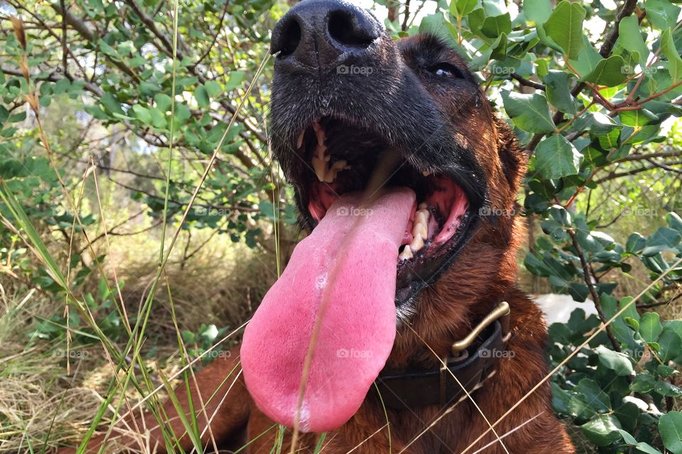 Dog panting with tongue out