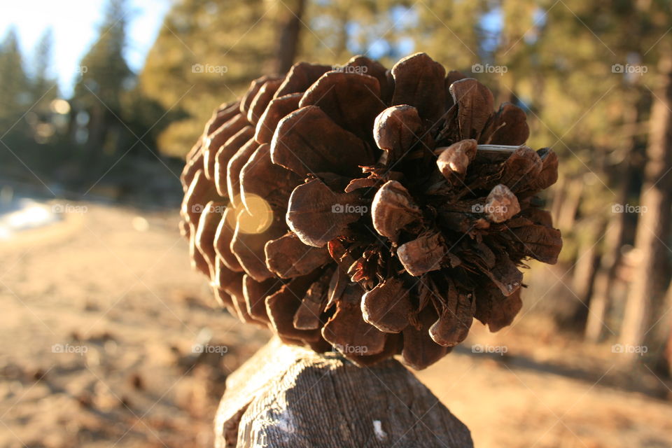 Pine cones seem simple but hold many layers