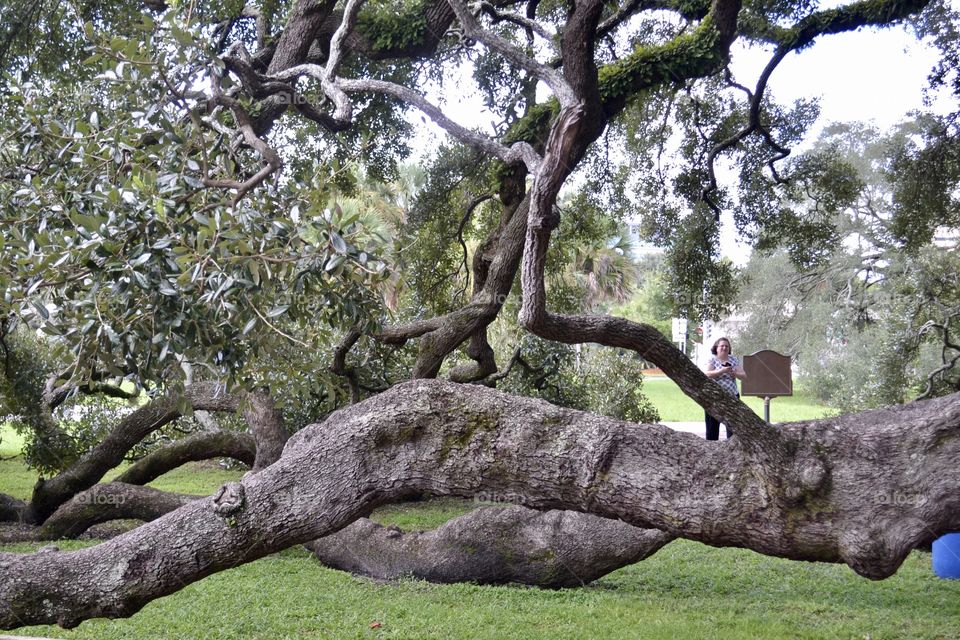Huge low-lying oak tree branches