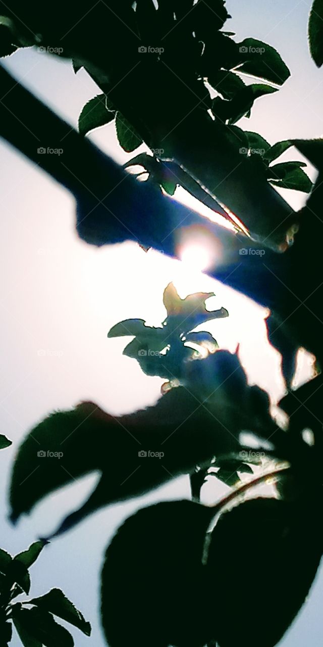 the sun beam or sunlight passing through the braches of a plant and make a hole on it.
such and amazing sight.