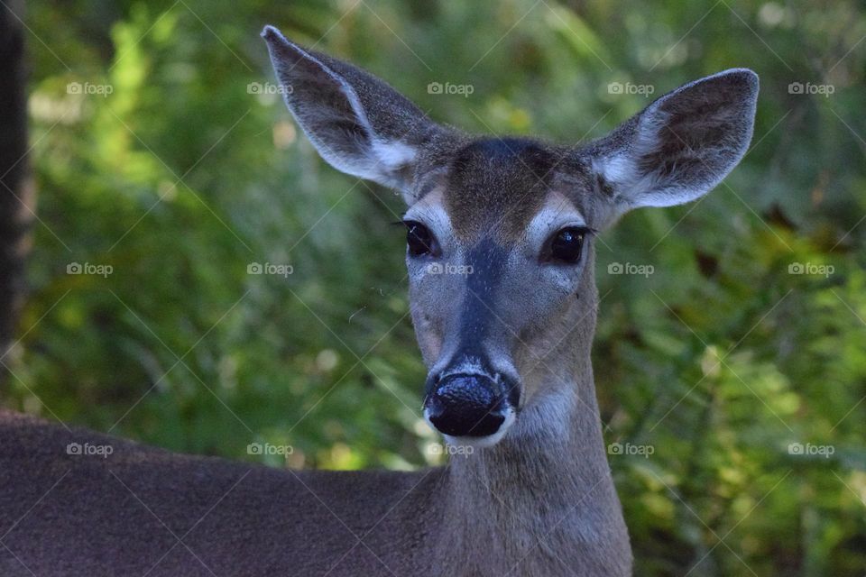 Driving through the park and came across this beautiful deer