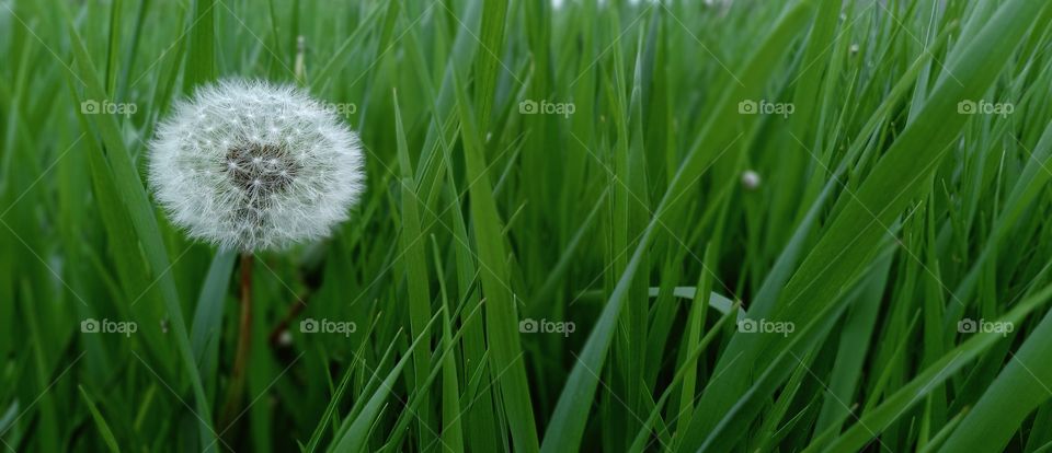 dandelion in the grass