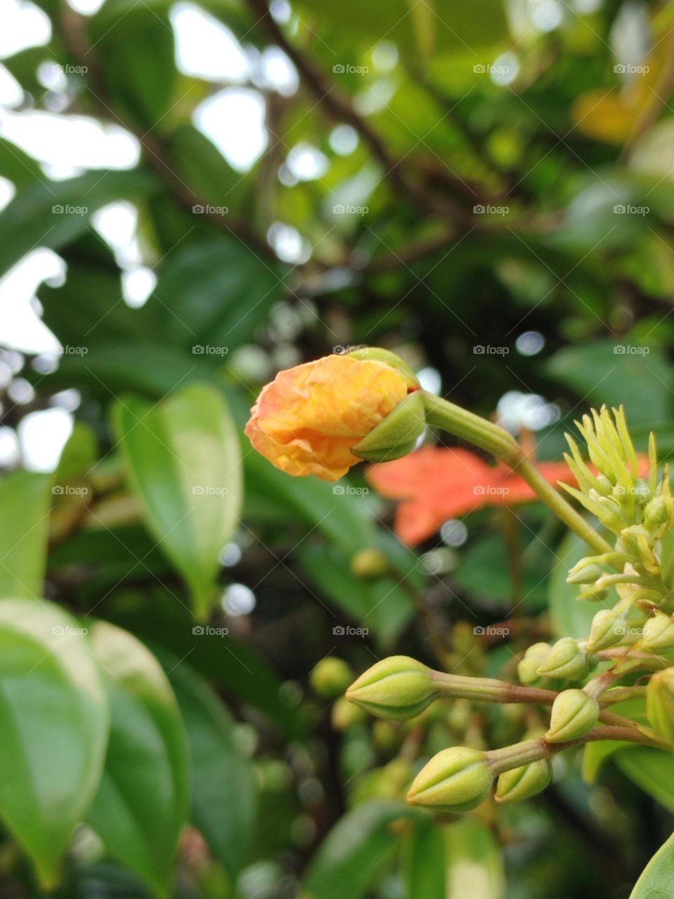Yellow flower in the garden during the sunlight is beauty in Nature