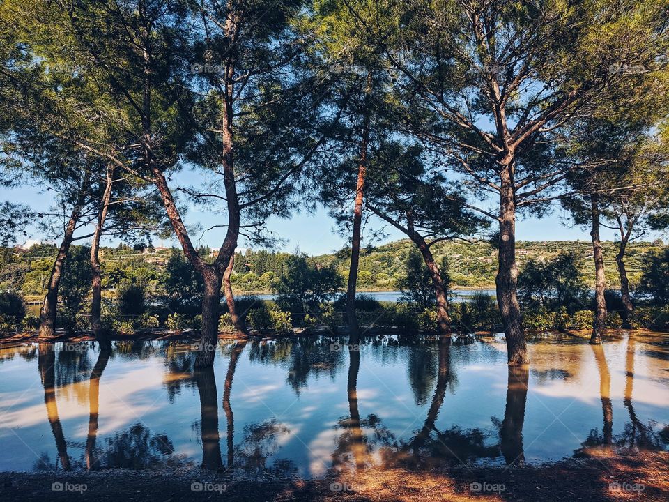 Scenic view of the beautiful forest reflects in the lake in Slovenia