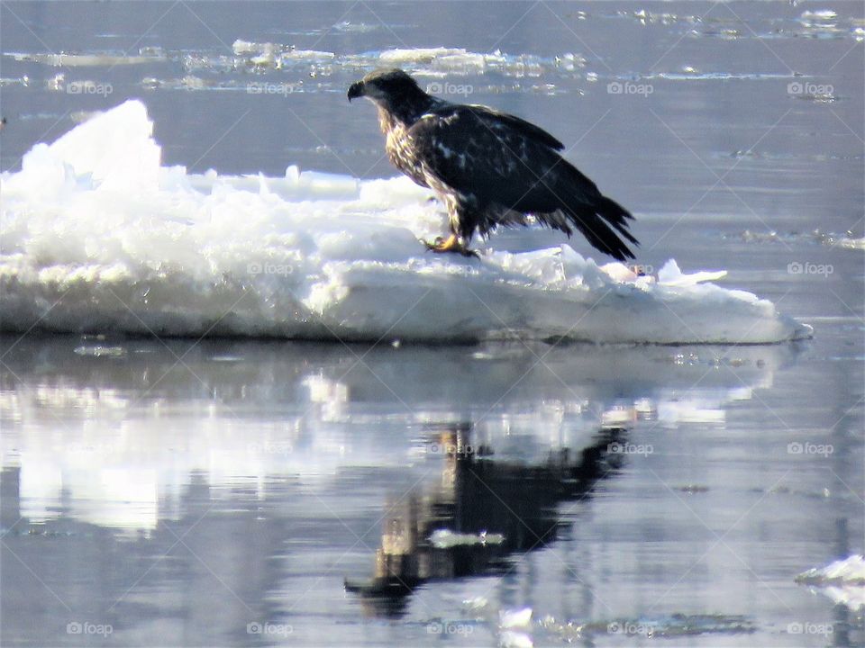 Eagle hitching ride on ice on river