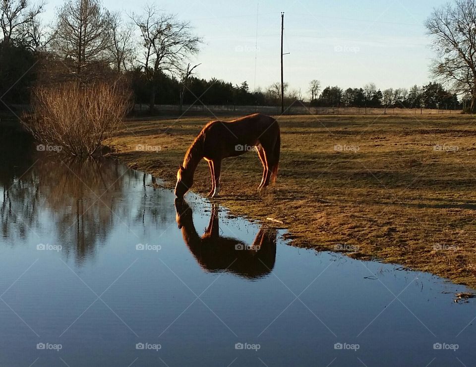 Morning Reflection