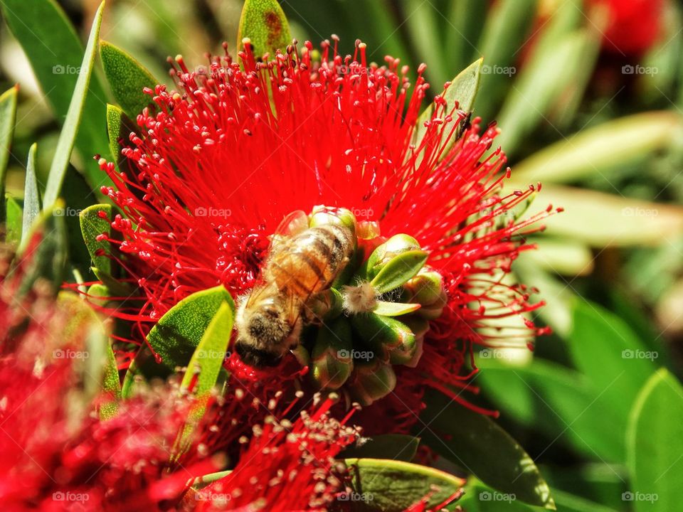 Bees On A Red Flower