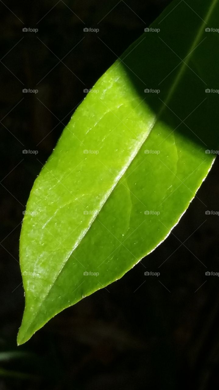 leaf in sun and shadow
