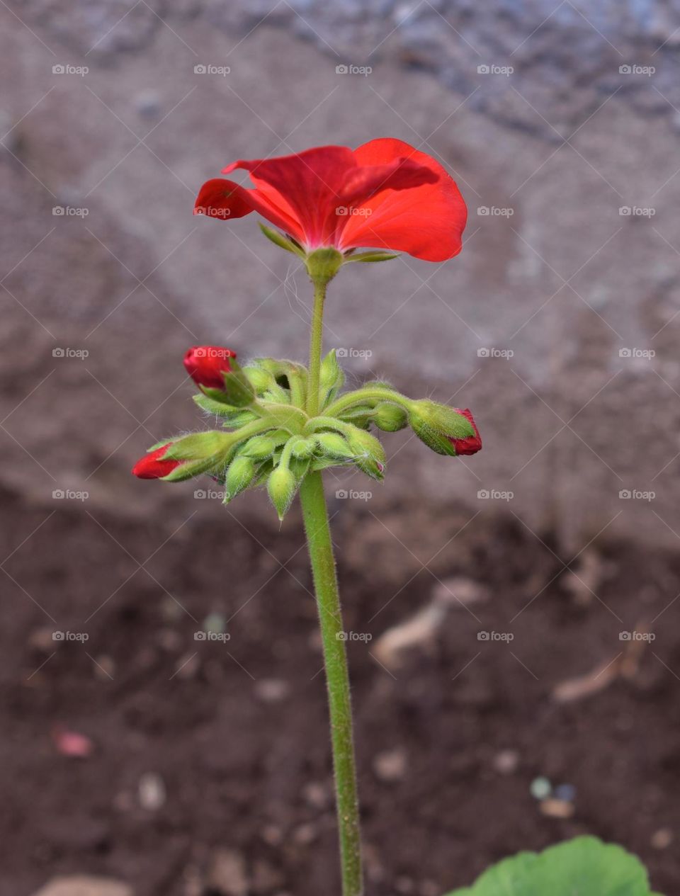 flowers red // Nikon D3500