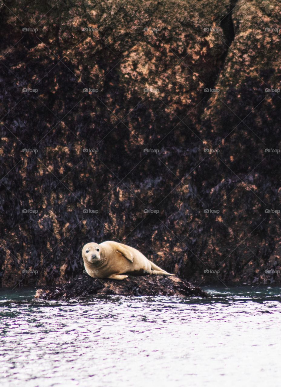 Grey seal resting on rock