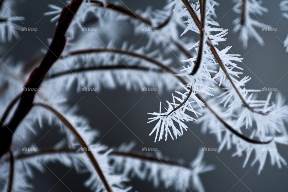 snow winter tree ice by chrille_b