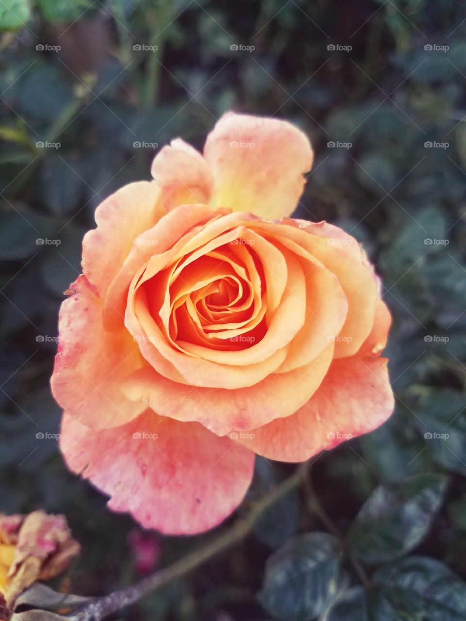rose