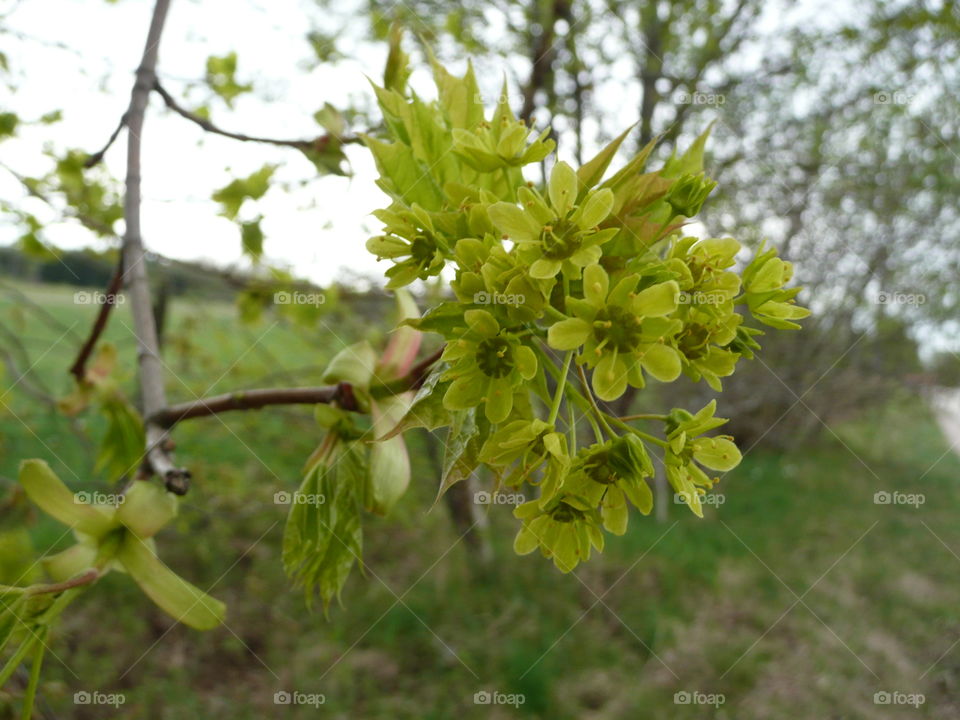 early spring signs