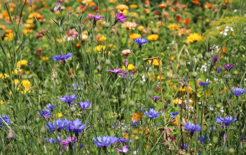 Flowers in garden