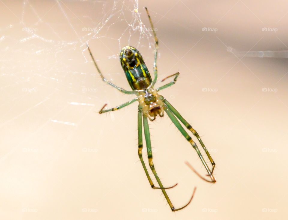 Orchard Spider