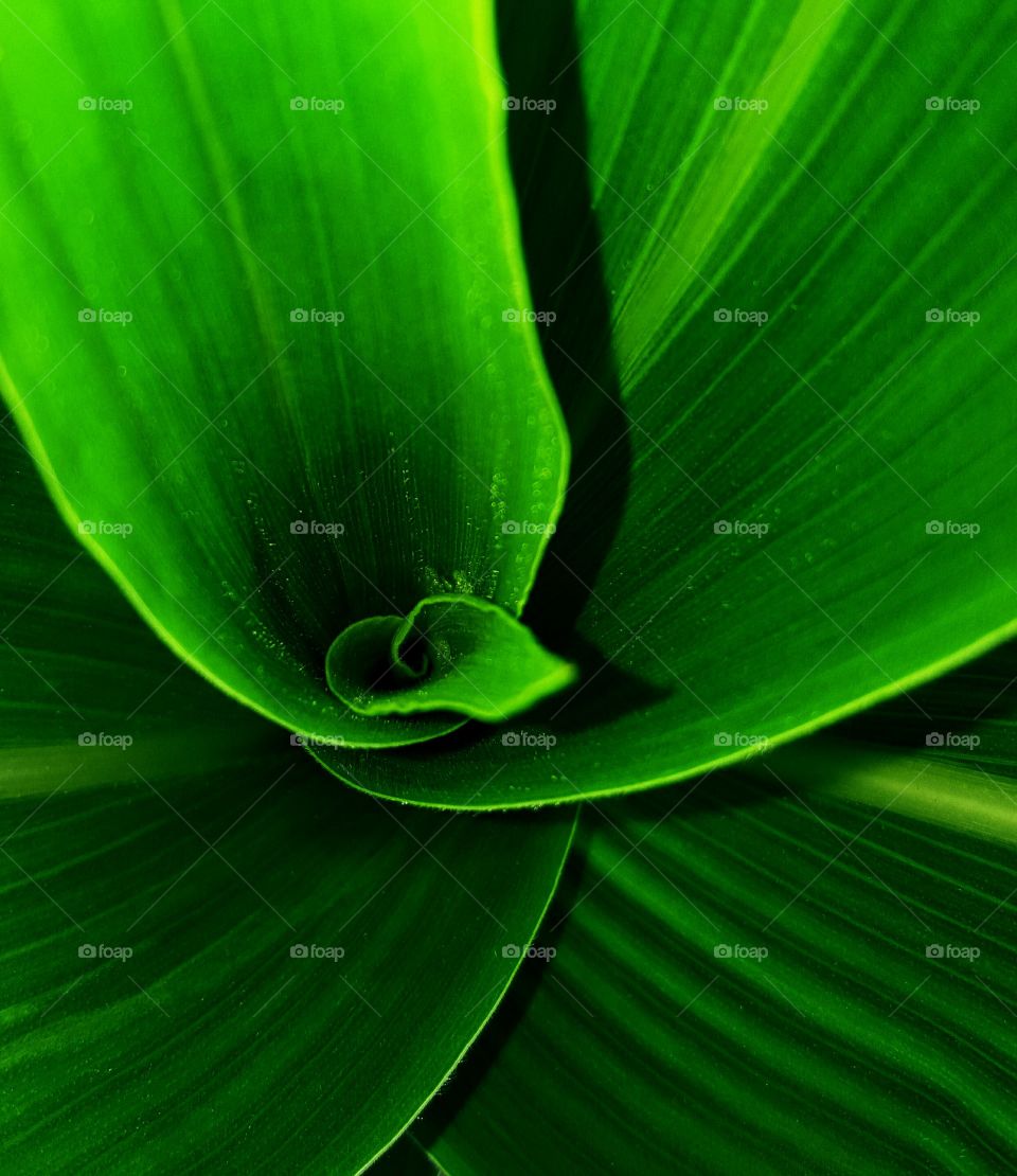 looking down on cornstalk