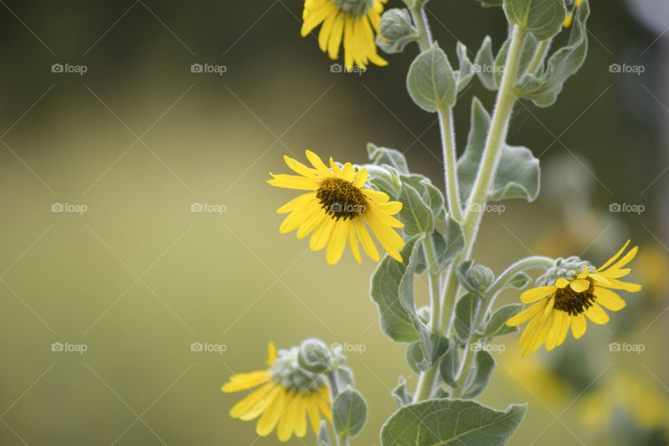 Sunflowers 