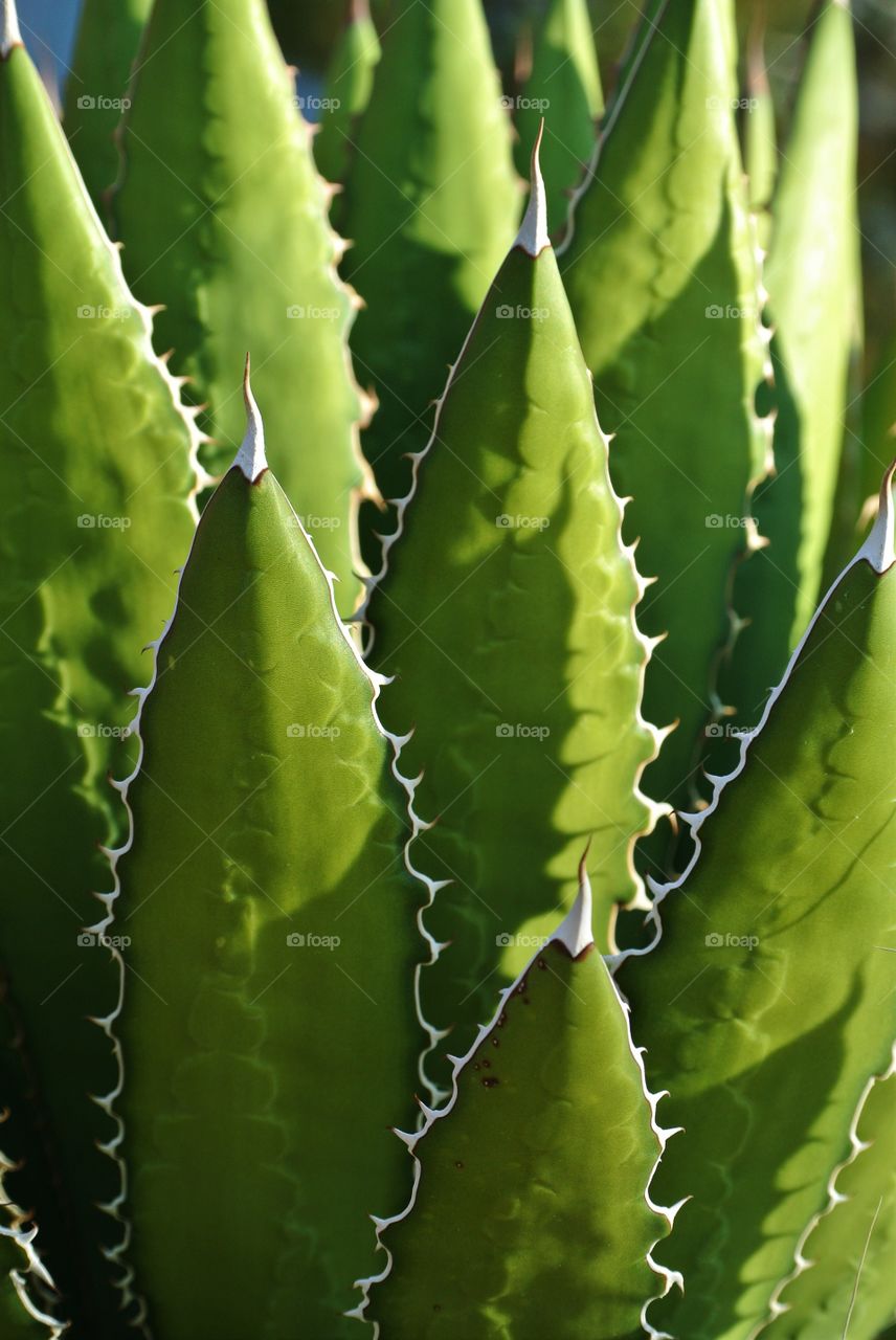 light and shadows on spiny succulent plant