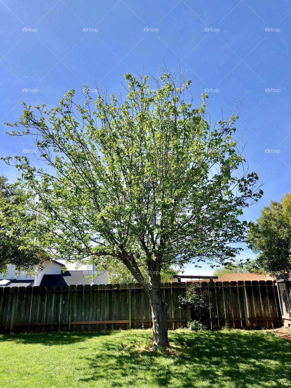 Tree in yard