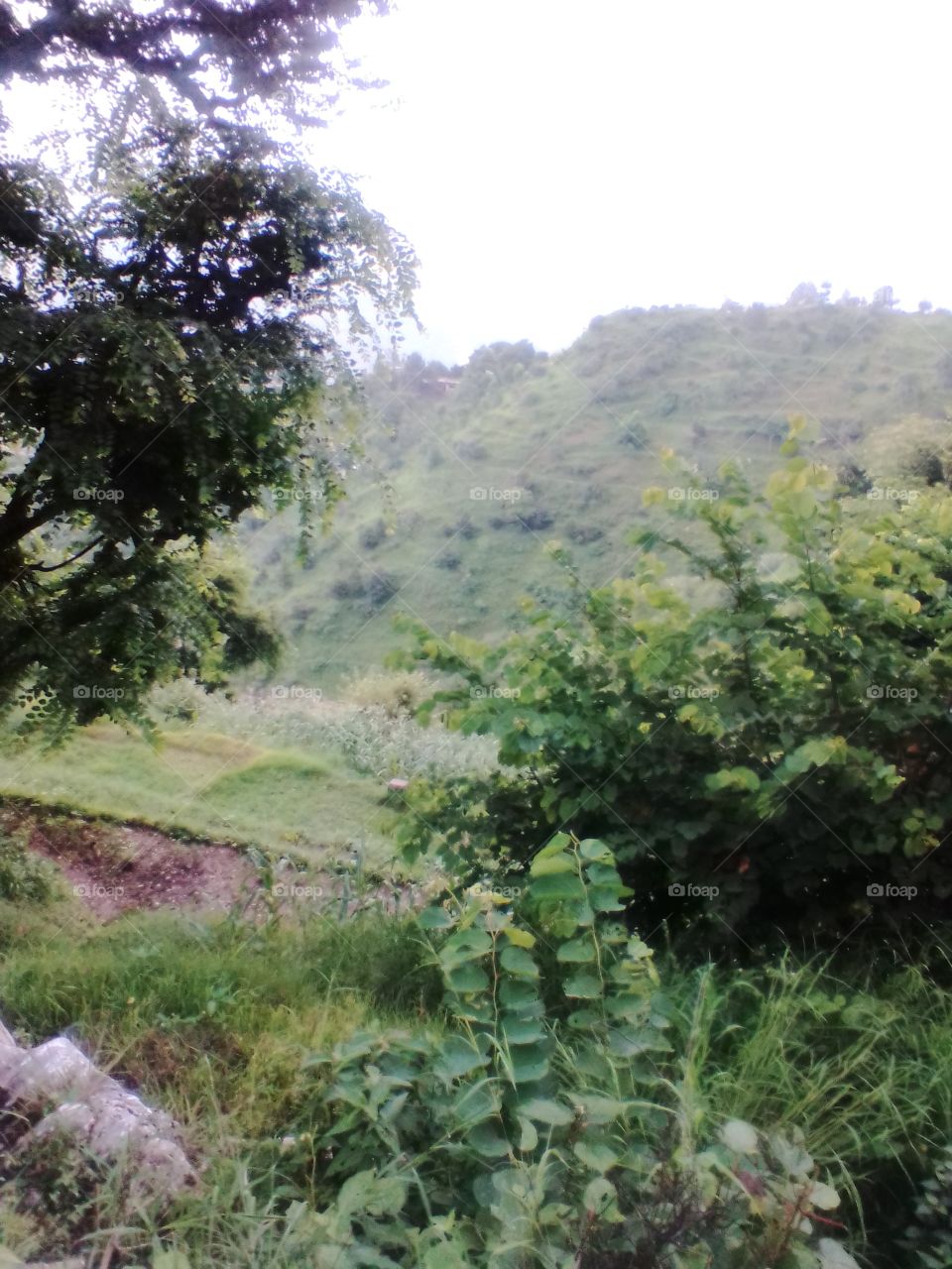 Nature, Landscape, Tree, Leaf, Flora