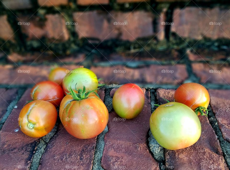 tomatoes from the garden in autumn