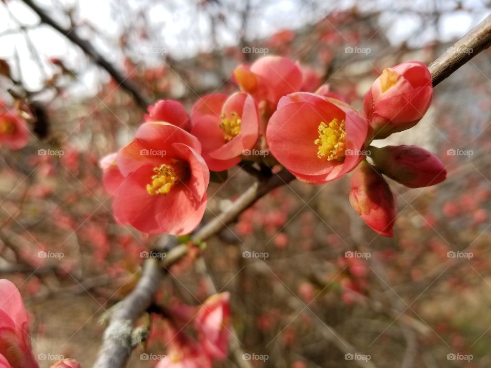 Spring blossoms on a Quince bush