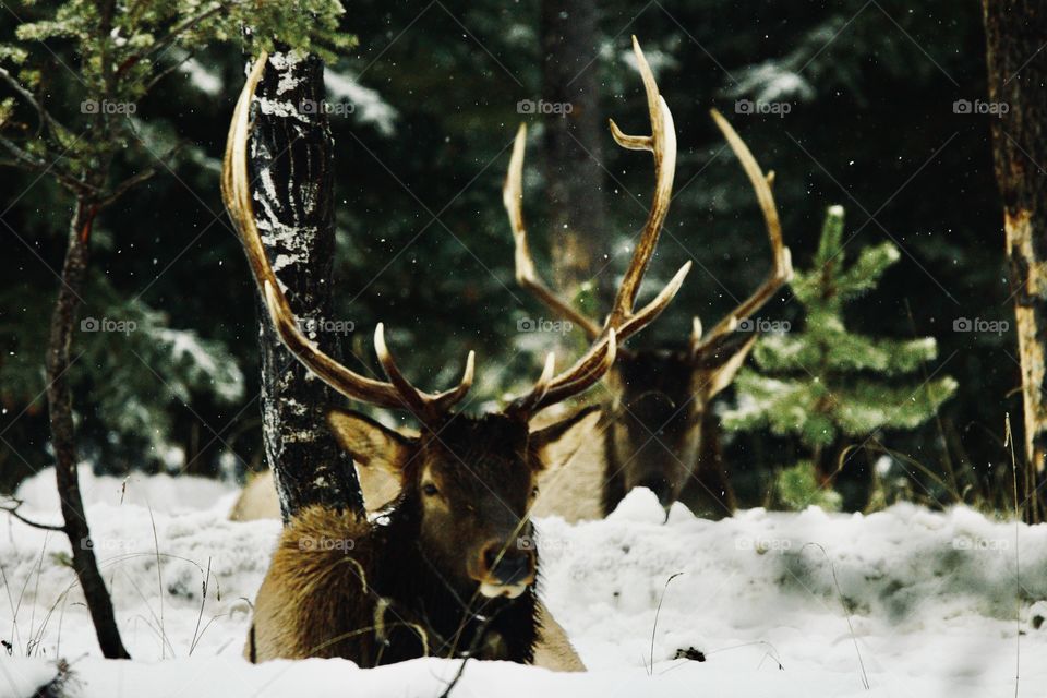 Bull elk