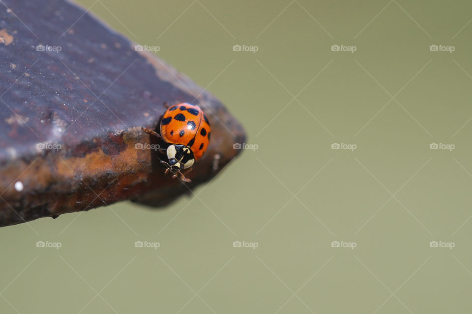 Ladybug on the edge of a fence post