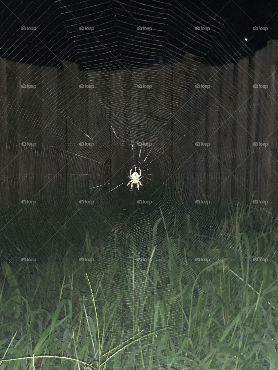 Spider-Man of the backyard