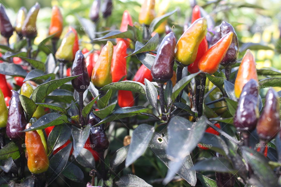 Hot peppers