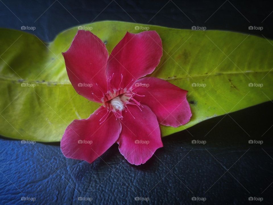 Yellow and Pink leaf