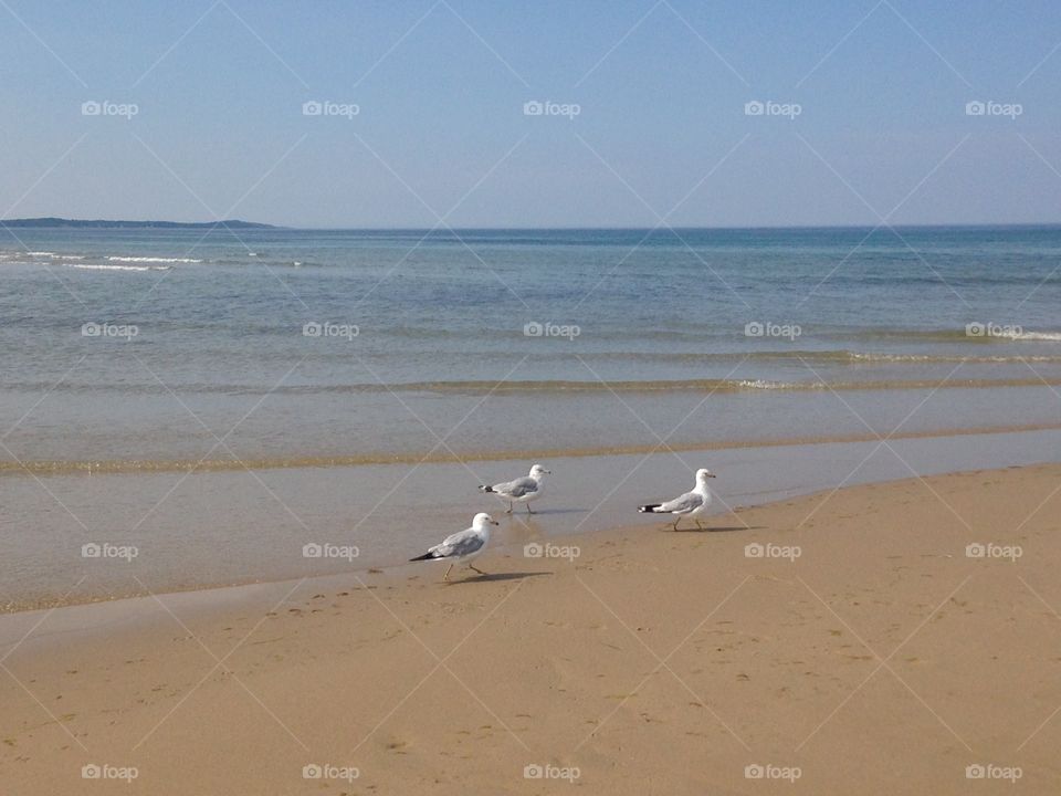 A Flock of Seagulls 